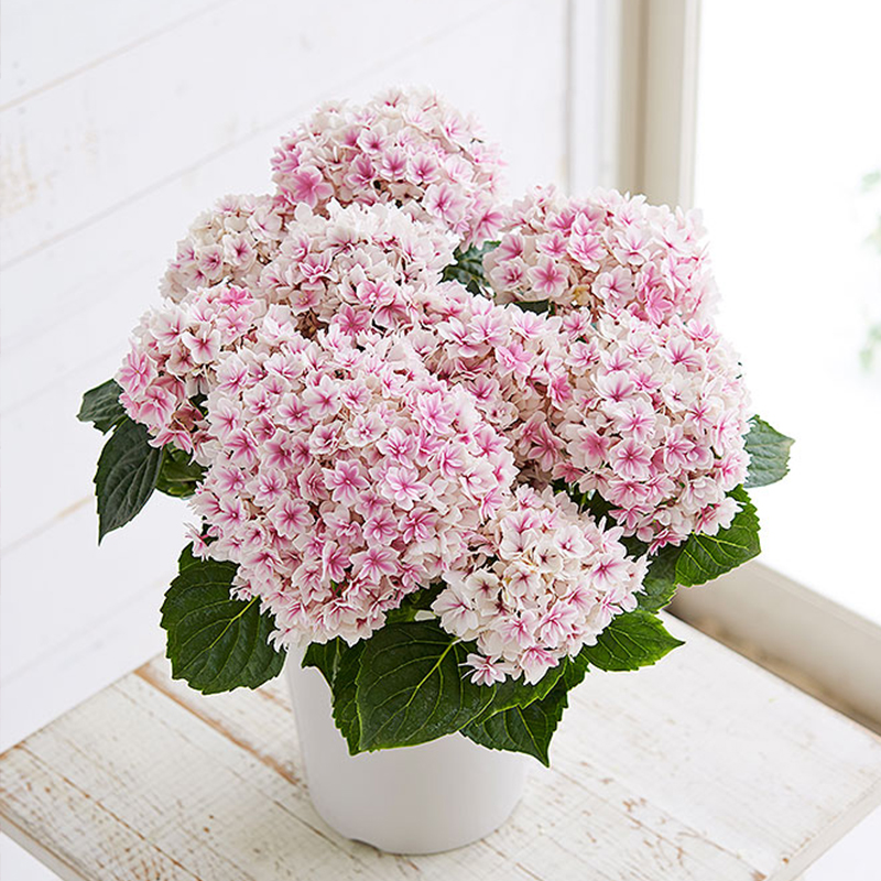 夏洛特公主盆栽绣球花苗新品大切花绣球多花好养直立性好花园植物
