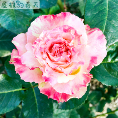 【屋檐的春天】新品切花月季  莲花レンカ月季花苗 直立性好