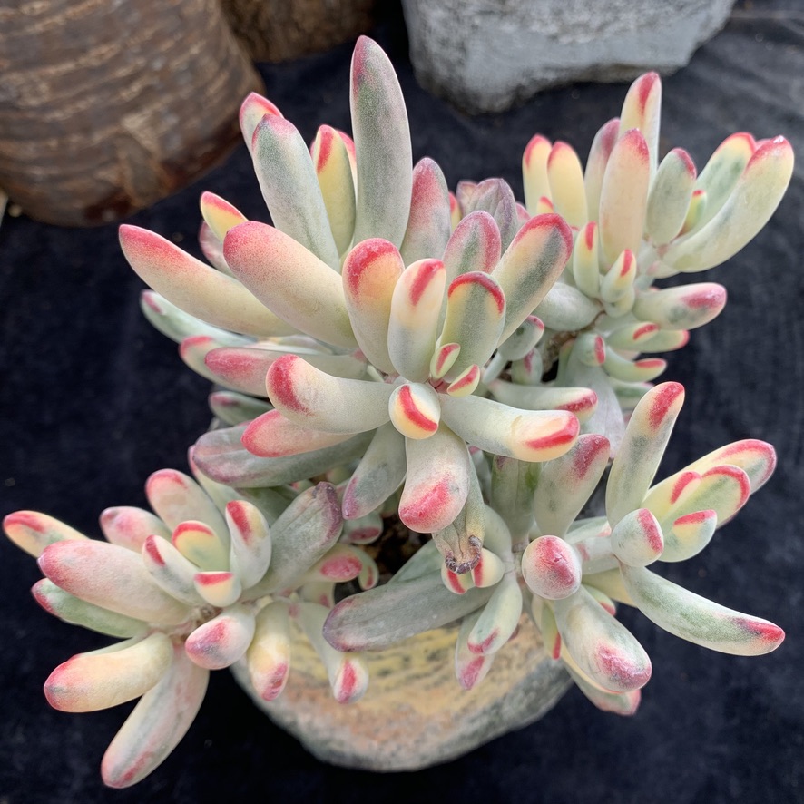 热销多肉老桩一物一拍 云南_棒叶福娘锦 多肉精选 一物一拍 叶植庭