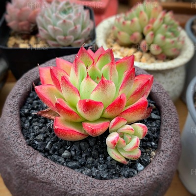 梦德兮品种名多肉一物一拍叶植庭多肉梦幻女王杂交k