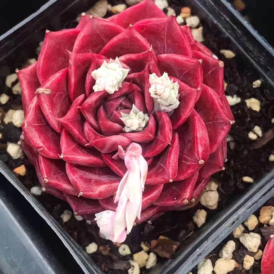 小海螺多肉一物一拍罗宾杂海琳娜多肉植物云南状态叶植庭多肉