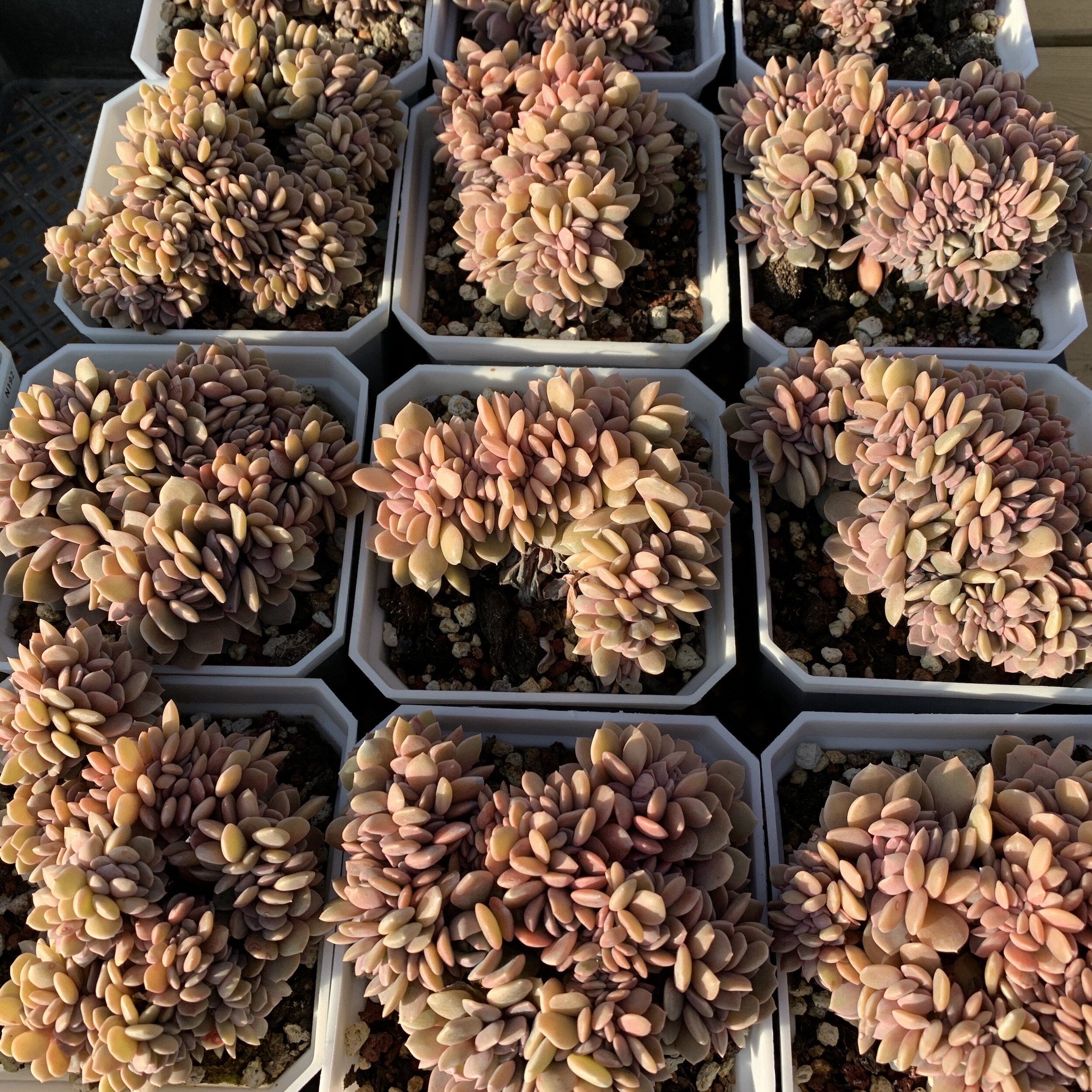 黛比缀化,黛比老桩_大山谷图库