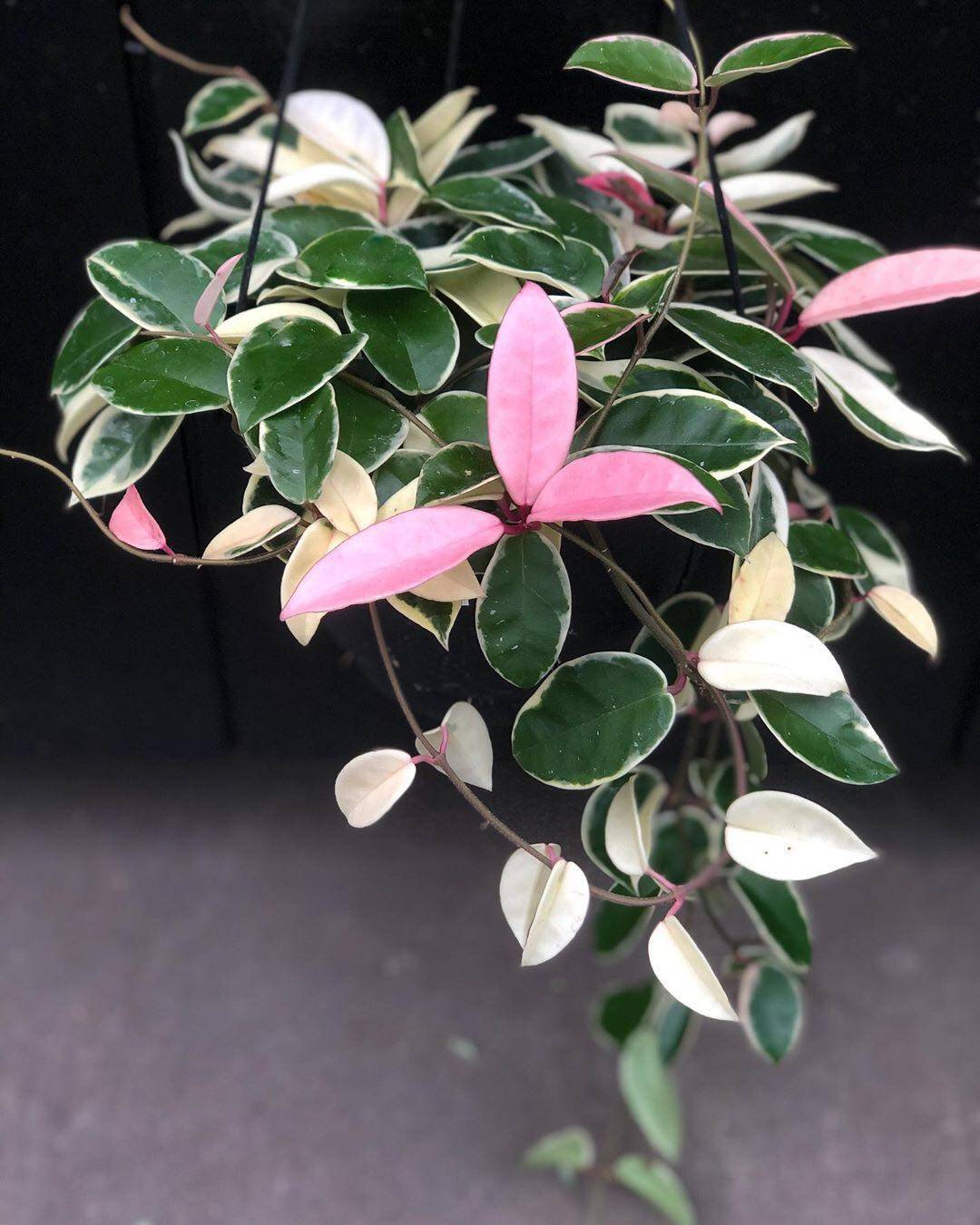 包邮 球兰 攀爬绿植 室内盆栽 进口绿植 纳枷奇雨林世界 花叶球兰