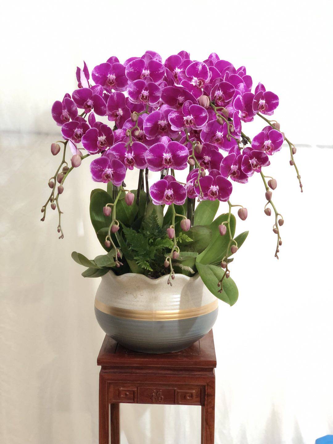 特价蝴蝶兰盆栽特级带花苞