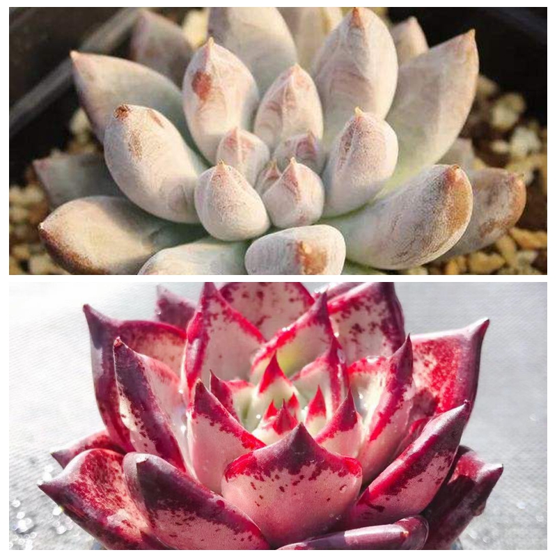多肉植物种子杜里万杂血20粒38元包邮家庭园艺种子