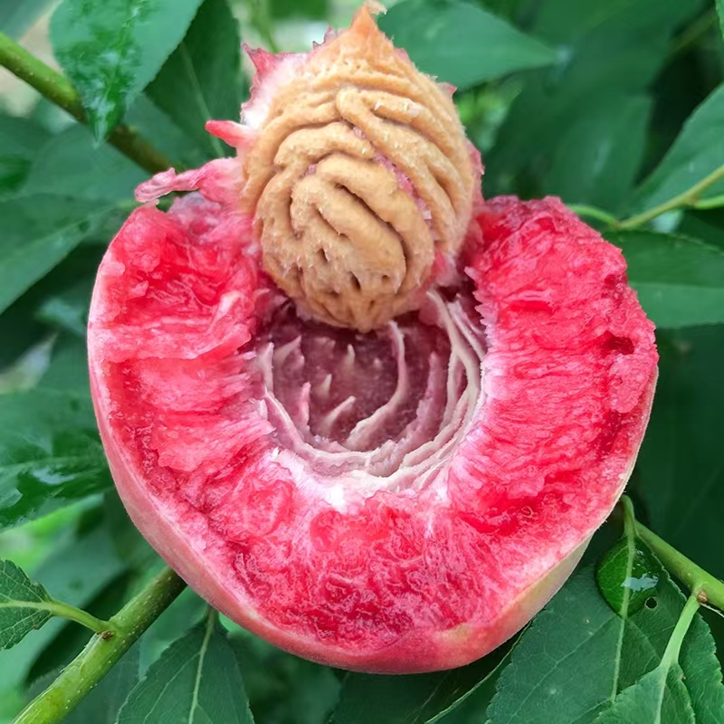 新鲜血桃南阳桐柏朱砂红桃子胭脂红水果应季红心水蜜桃现摘现发-mc
