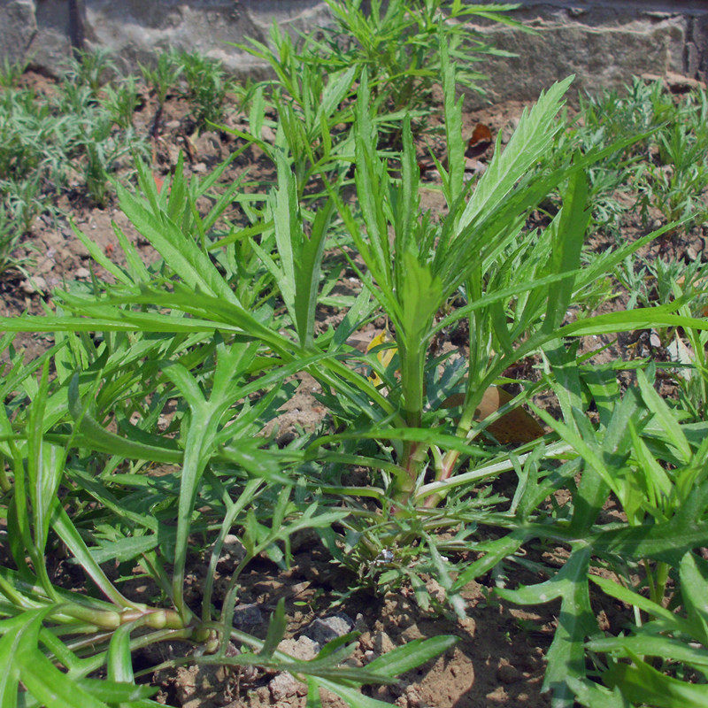藜蒿苗芦蒿苗根苗50棵种苗芦蒿根茎苗根驴蒿非种籽包活