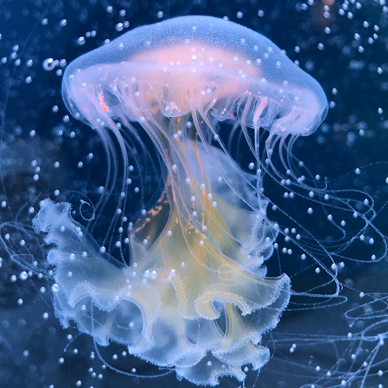 原创入门简易水母缸活体宠物套装迷你鱼缸赤月非水母杯海月