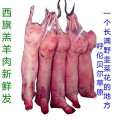 内蒙古呼伦贝尔羊肉  西旗羔肉 羊个子 全羊 羊排羊腿