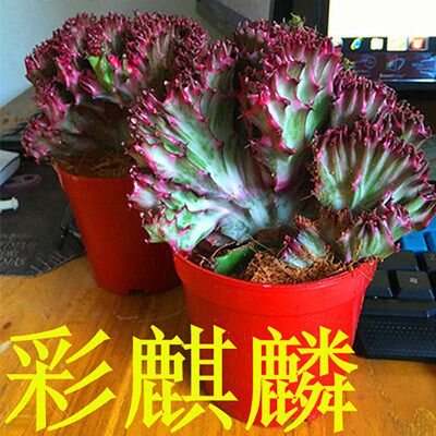 一折麒麟植物_彩色麒麟植物盆栽玉麒麟镇宅辟邪绿植花卉彩春峰多肉防