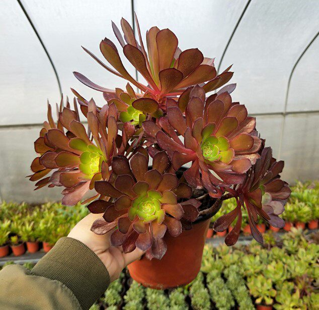 真仙园 法师类 红铜壶法师 多肉植物 多肉绿植 一物一拍