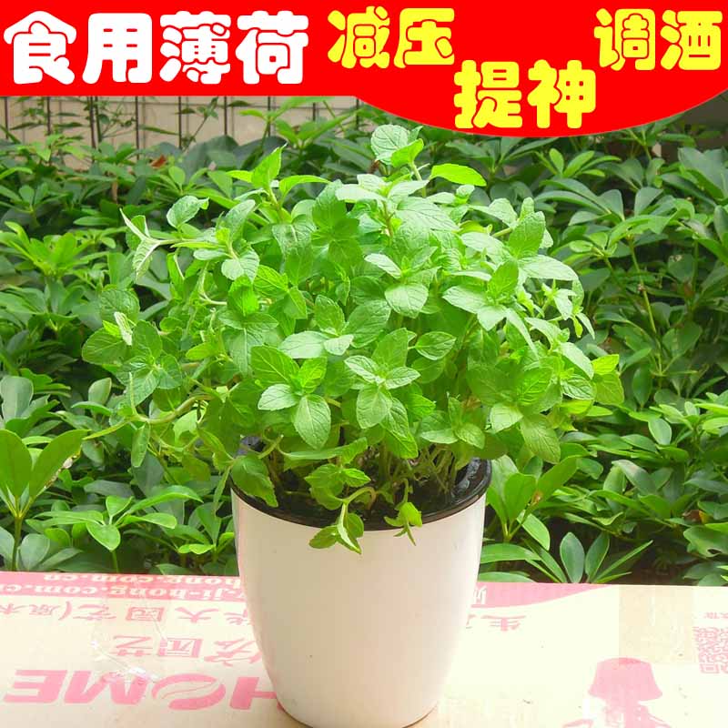 食用薄荷叶柠檬叶泡水绿植调酒莫吉托香料西餐料理装饰吸甲醛绿植