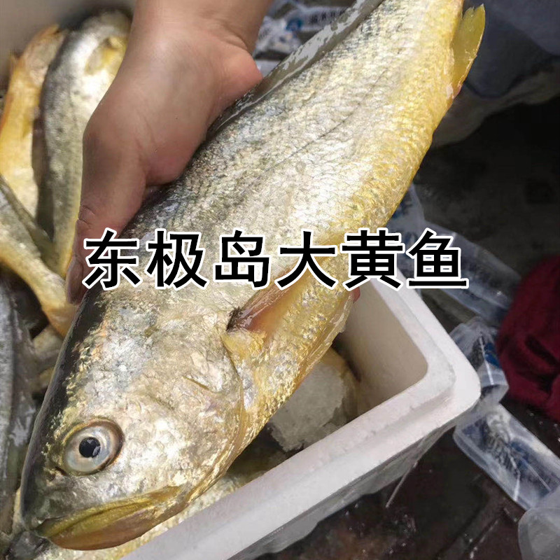 舟山东极岛大黄鱼 生态大黄鱼一条8两-1斤多