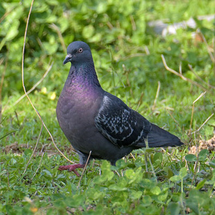 正宗农家散养土鸽子新鲜鸽子老鸽子乳鸽拍下现杀真空包装3只包邮