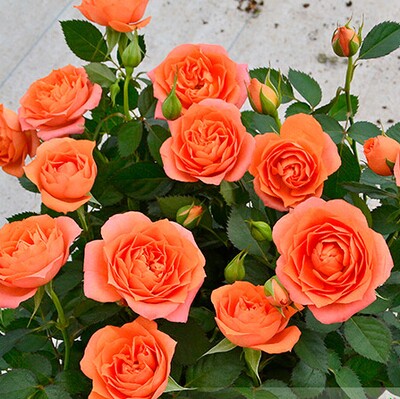 阳台星座系列金牛座微月月季月季花花苗玫瑰多季时令草本花卉