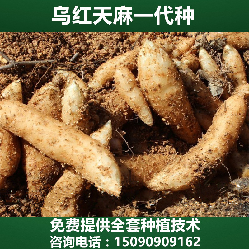 乌红天麻一代种/一代天麻种子/一代天麻种/天麻种子/天麻种麻包邮