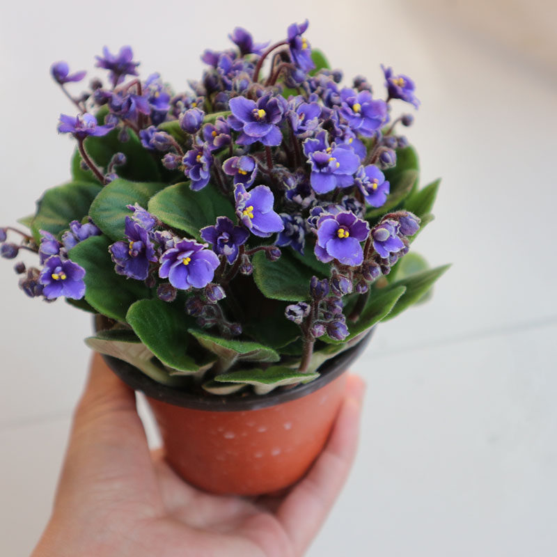 迷你紫罗兰非洲堇盆栽耐阴四季开花不断好养 室内阳台 办公室花卉