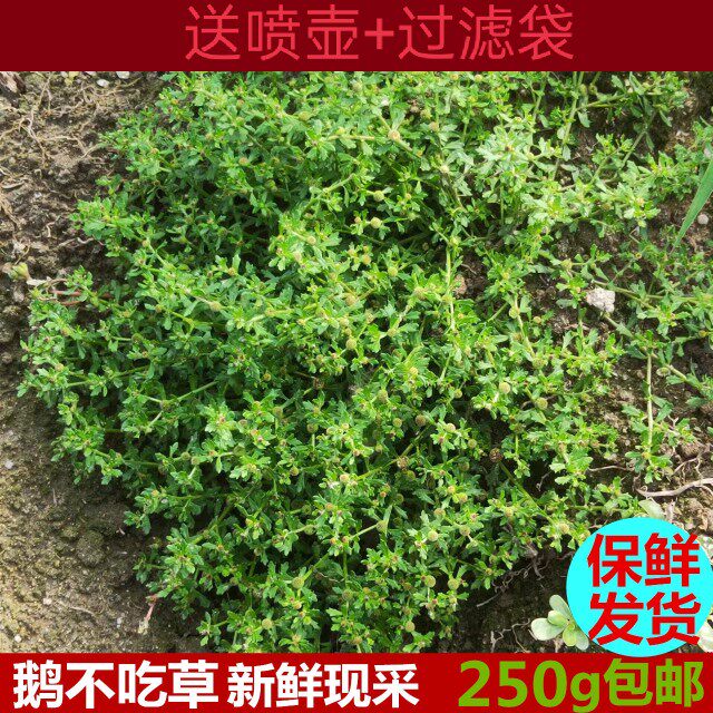 新鲜鹅不食草汁滴鼻饿不食草鹅仔不吃草鸡肠石胡荽250g包邮