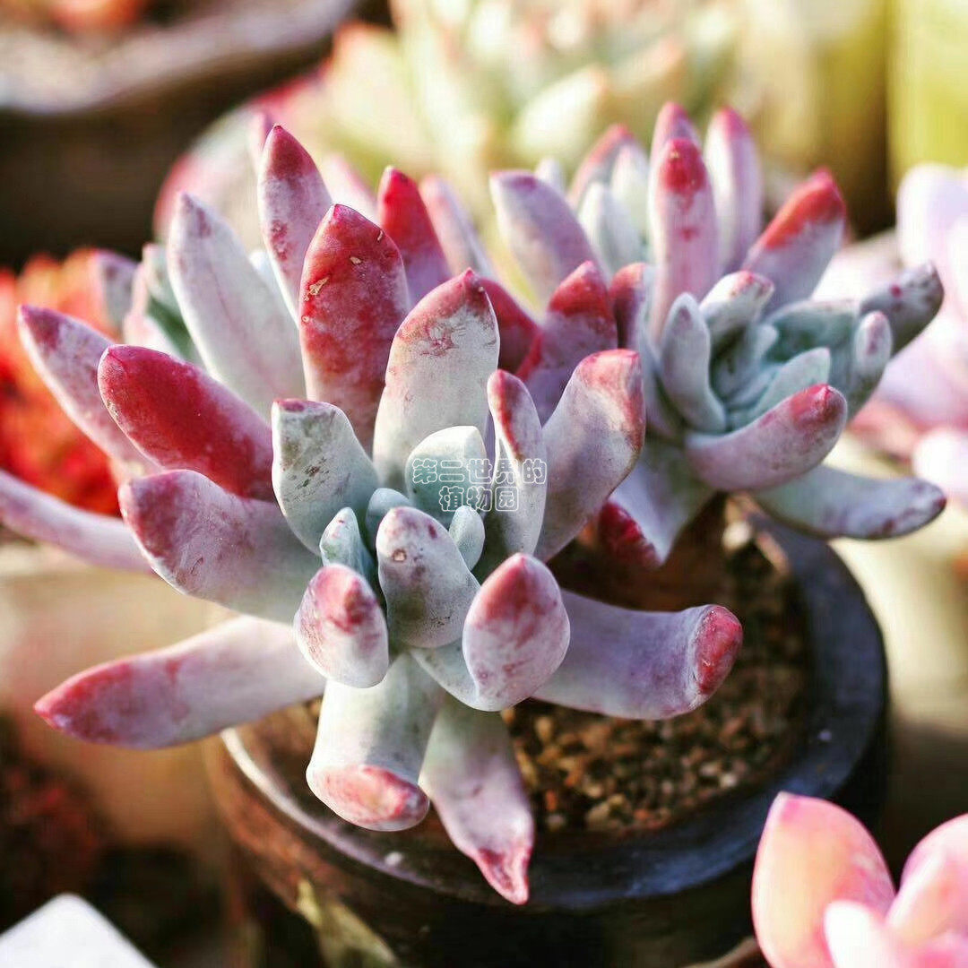 进口多肉 绿叶仙女杯帕么瑞  御剑仙女杯 一物一拍 有根老桩粗杆