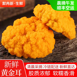 【现货】现摘鲜金耳菌500g 云南新鲜植物燕窝蘑菇刺身黄金菇包邮