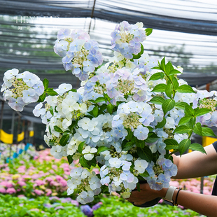 海蒂的花园绣球花苗逃跑新娘粉色白色垂吊花量大阳台庭院花卉盆栽