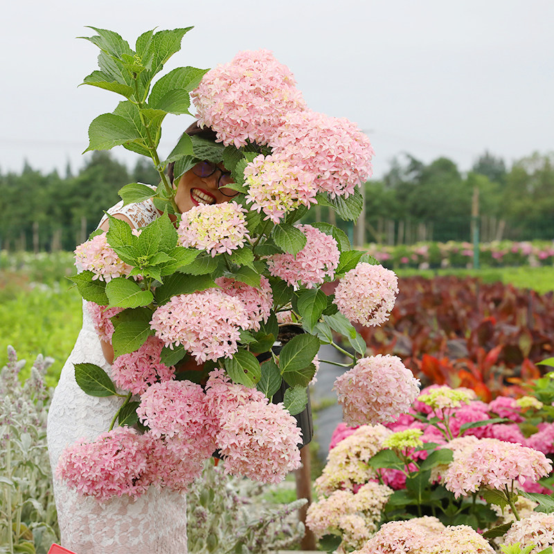 海蒂的花园 灵感新品大花重瓣绣球可调色阳台庭院花卉植物盆栽苗