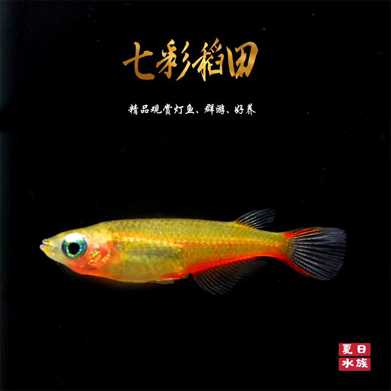 耐寒观赏鱼-特价促销-优惠券领取-价格|多少钱|什么牌子好-35优惠券网