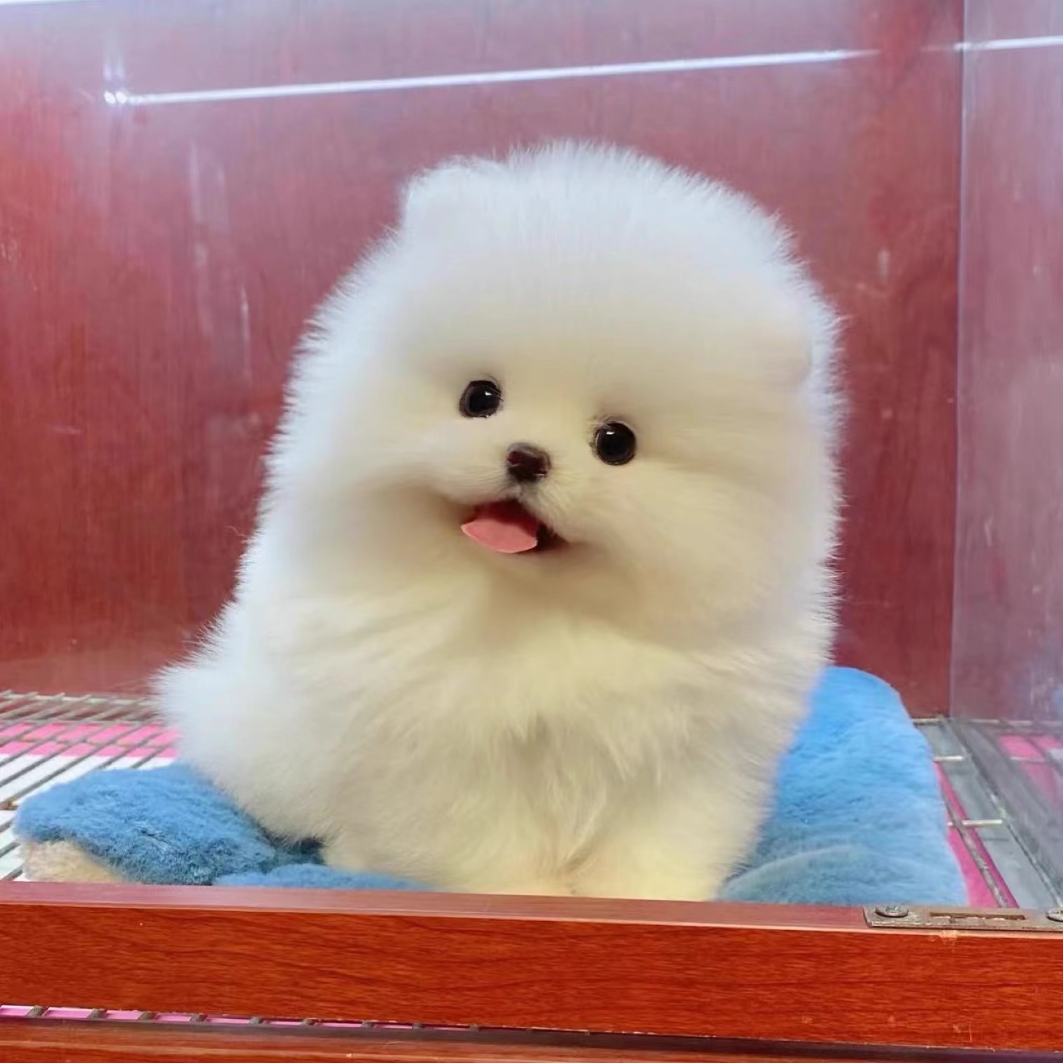 纯种博美幼犬俊介犬球型博美大毛量纯白色小型茶杯犬比熊泰迪宠物