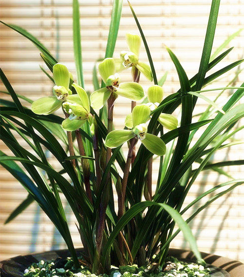 【兰花苑】的优惠券大全—带花苞 春兰老品种 瑞梅 梅瓣 易花易草