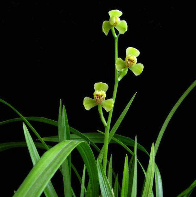 绿光登梅 正宗老种 建兰八大名品之一 光登系列姐妹花