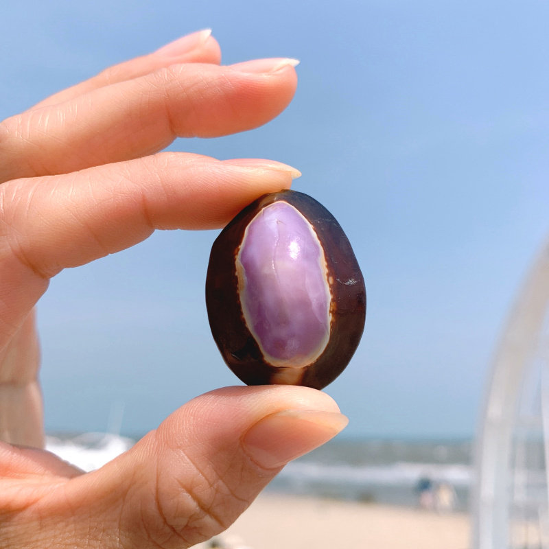 天然贝壳小海螺 紫心螺微景观装饰品手工材料地台许愿瓶收藏标本