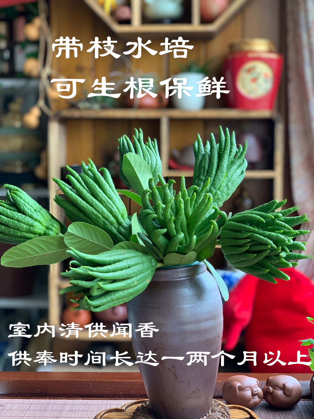 现摘现发金华佛手新鲜佛手果佛手柑佛手瓜香橼果清供青果带枝水养|ruв категории закуски/орехи/специальность, кандирование/унаби/Мэй/сухофрукты, бергамота фрукты - от Buy2taobao.com для оказания профессиональной услуги покупки агента Taobao