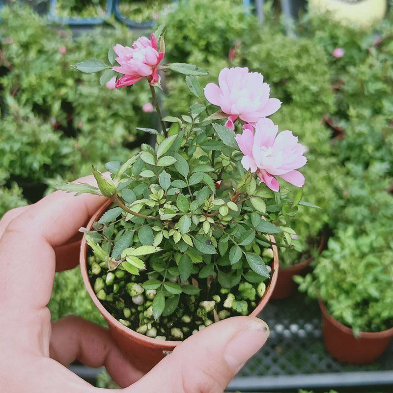花苗高档 树桩老桩 欧月树桩盆景蔷薇苗天猫领券直接购买30天内售出 2