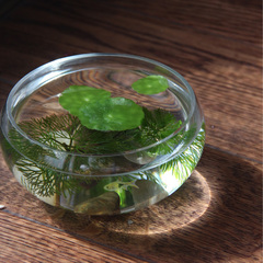 千睦恩特价 人工吹制冷切口圆形玻璃金鱼缸 乌龟缸迷你生态玻璃缸