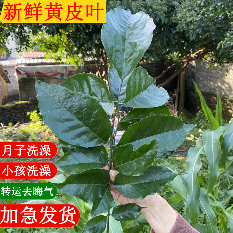 新鲜现摘黄皮叶 小孩洗澡 带枝老树黄皮果树叶开运转运去晦气包邮