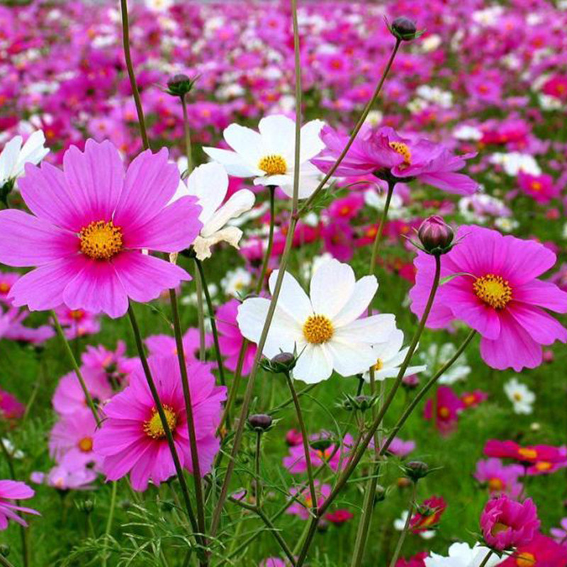 散装波斯菊种子野花组合花卉多年生混色庭院菊花春季格桑花步步高