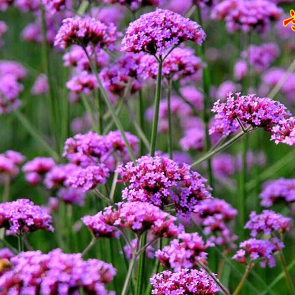 柳叶马鞭草花种子 四季易种 花期5个月 开花不断 景观花海花籽