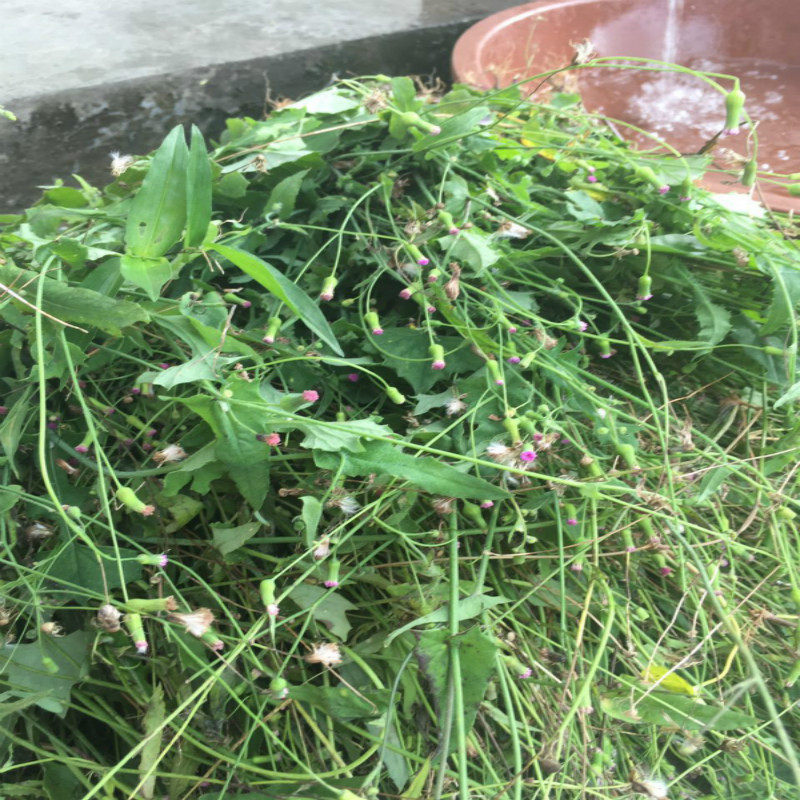 野生新鲜一点红 羊蹄草 叶下红野芥兰清热咽喉 肿 痛500g包邮