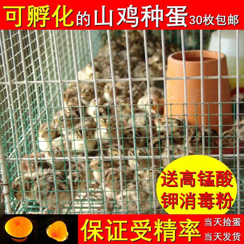 低价促销 七彩山鸡受精蛋 种蛋 孵化鸡苗用的鸡蛋包邮30枚|ruв категории водной мясо/свежие фрукты и овощи/еда, яйца/яичные продукты, свежие яйца, яйца - от Buy2taobao.com для оказания профессиональной услуги покупки агента Taobao