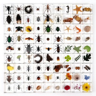 琥珀水晶滴胶树脂真实昆甲虫标本蝴蝶动物书镇玩具工艺摆件小礼物