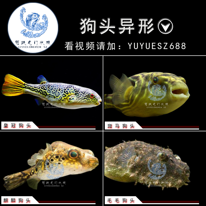 皇冠狗头斑马狗头鱼活体毛毛狗头鱼麒麟狗头鱼热带凶猛观赏鱼活体