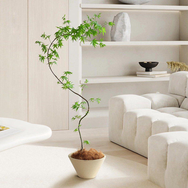 流泉枫盆栽造型盆景室内植物观叶好养日本枫树苗网红客厅落地绿植