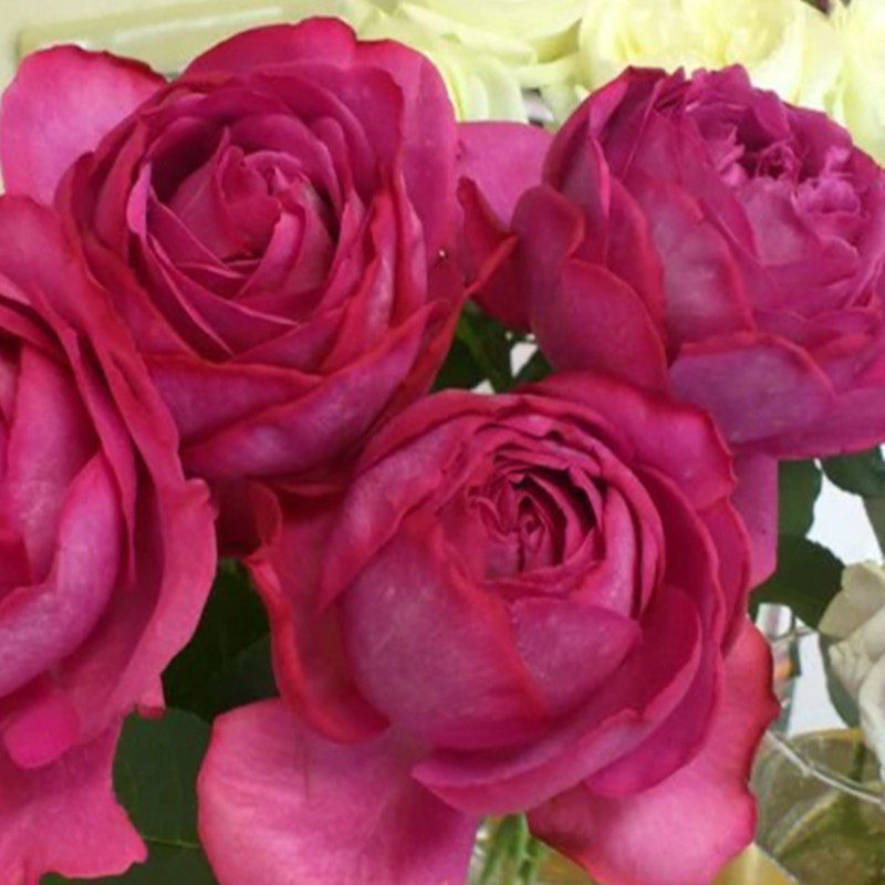 一折伊芙月季_月季花苗大花浓香伊芙里奥四季开花盆栽花卉切花玫瑰