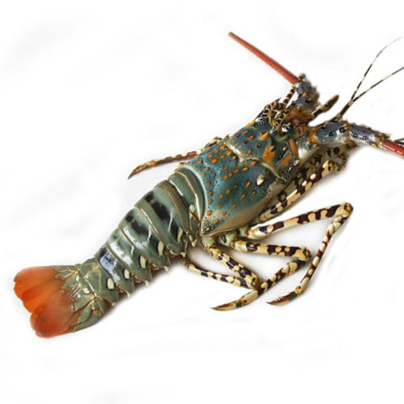龙虾鲜活大龙虾 2斤