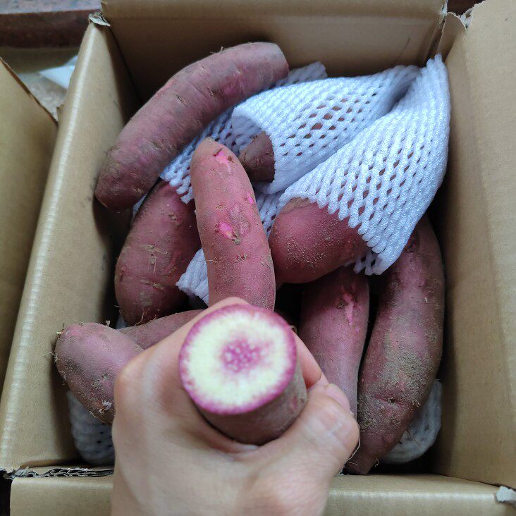 正宗茂名一点红番薯新鲜现挖5斤精品中薯农家种植紫心红薯冰淇淋
