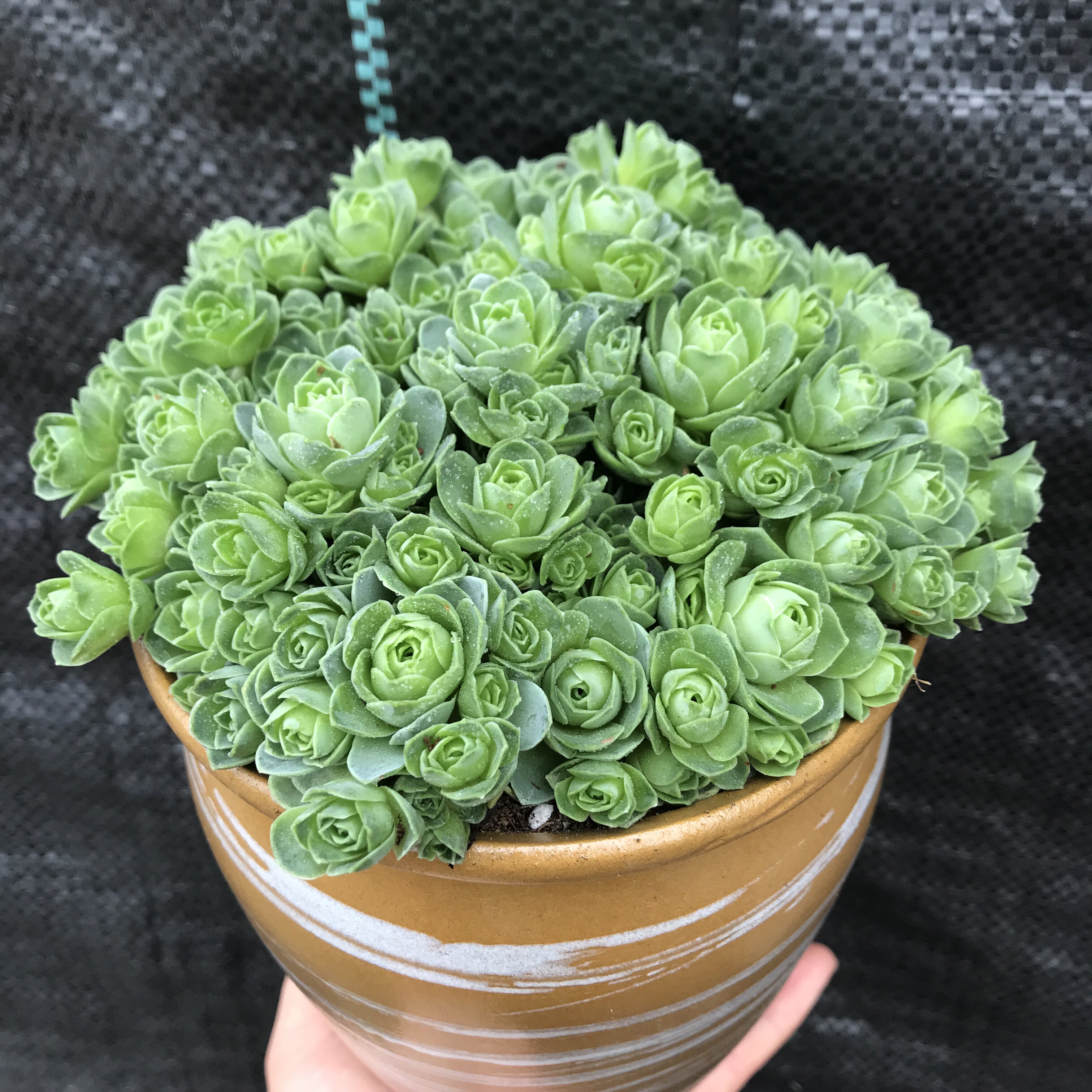 包邮多肉黄金山地玫瑰超大盆手捧花玫瑰小贵货桌面室内防辐射