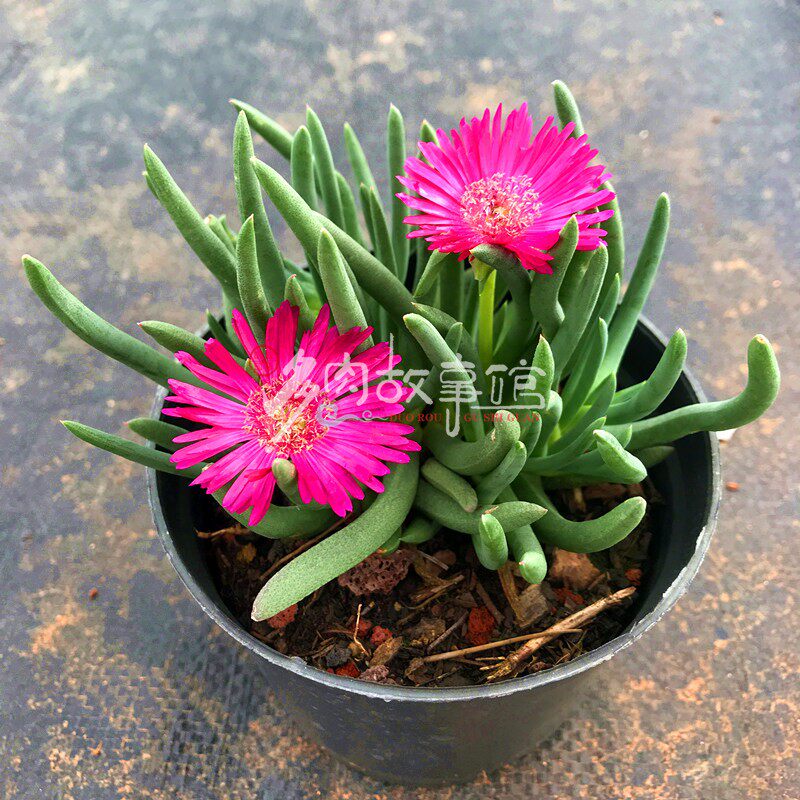 满额包邮多肉奔龙开花型室内阳台办公室绿植花卉防辐射盆栽