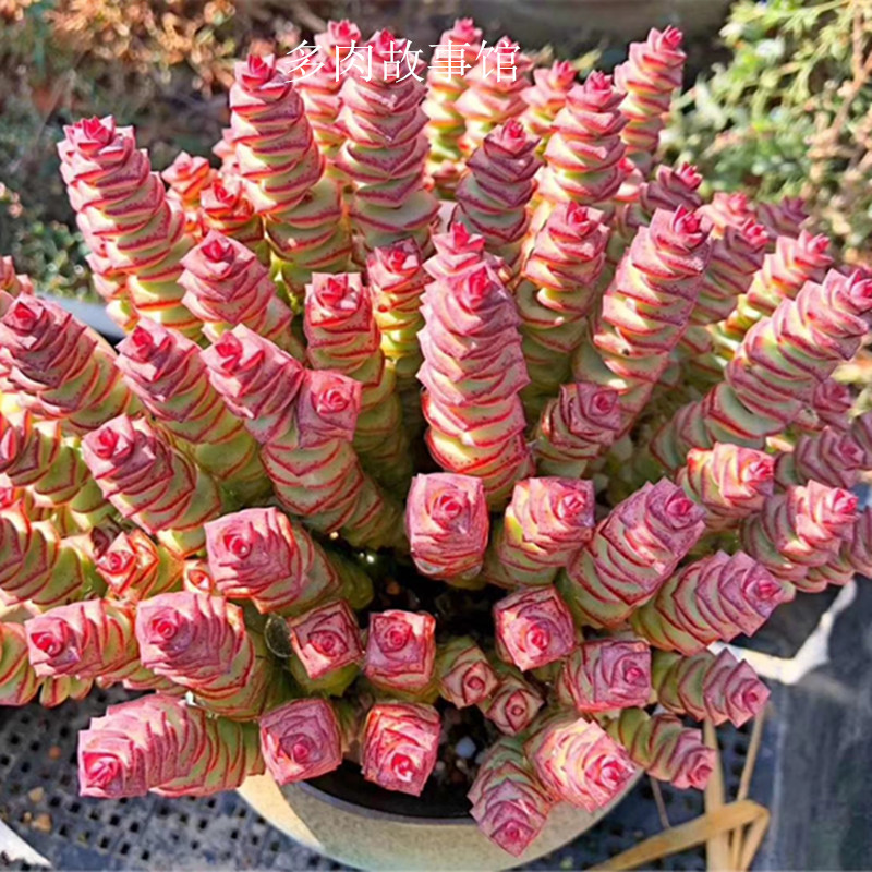 多肉故事馆/满额包邮【钱串老桩】开花型多肉夏季新手推荐品种