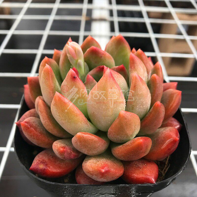 满额包邮多肉冰心公主含盆土新手四季好养萌肉防辐射盆栽