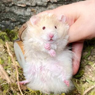 卷毛长毛家养可爱好上手温顺金丝熊稀有熊西施熊蜜波利纯银面纹蜜